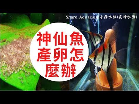 神仙魚繁殖秘笈|繁殖優秀七彩神仙魚的技巧－我的七彩神仙 天空藍魔蝦 孔雀魚 繁。